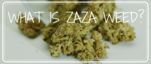 Zaza weed strain